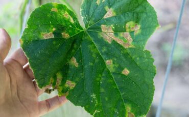 Чем лечить пероноспороз огурцов, лука и других растений