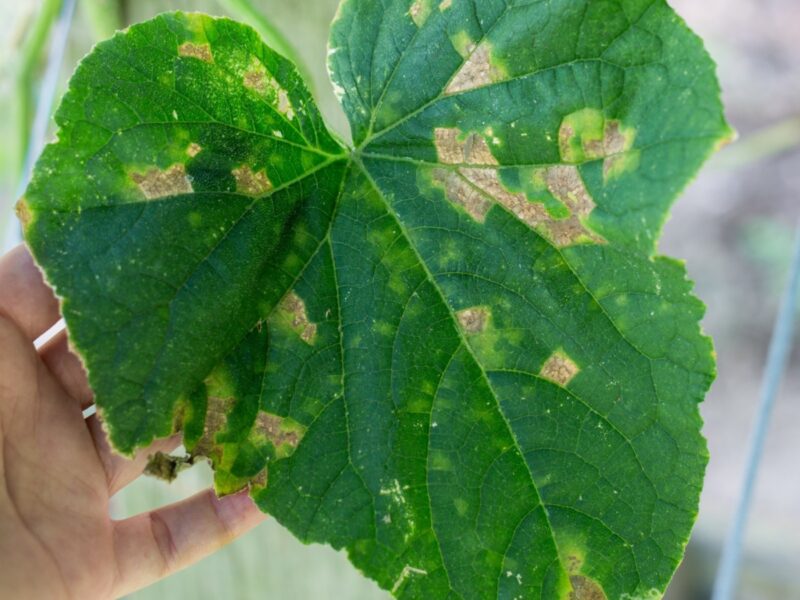 Чем лечить пероноспороз огурцов, лука и других растений