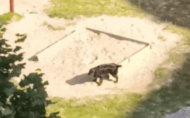 Скриншот видео, соцсети