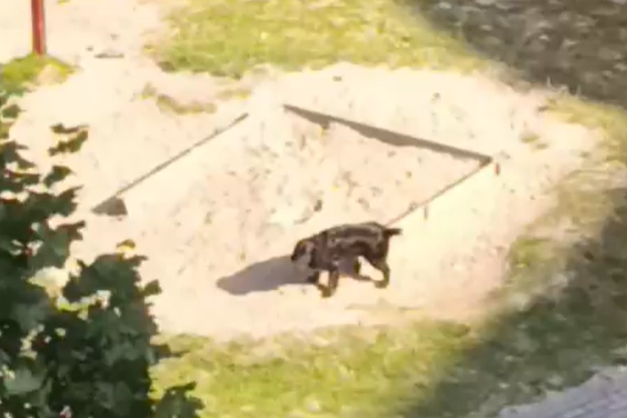 Скриншот видео, соцсети