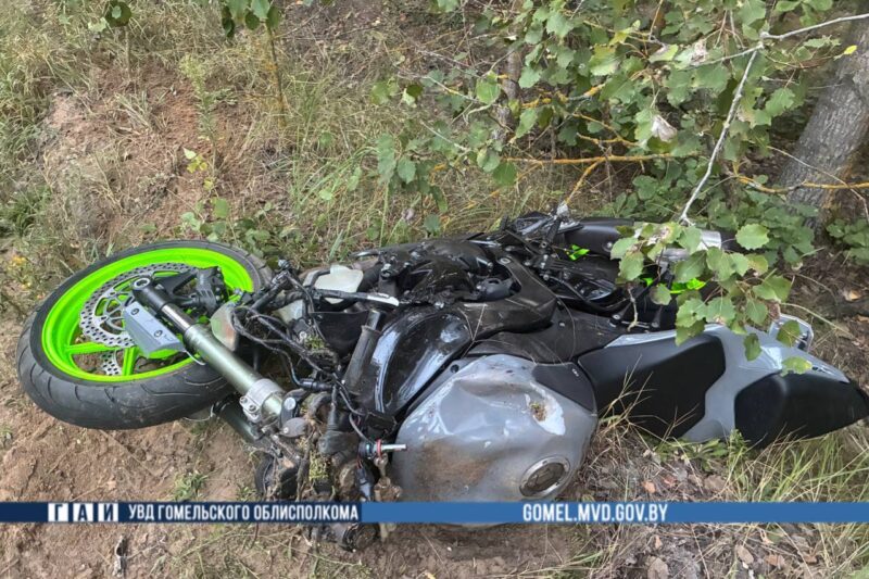 В Гомельской области байкер столкнулся с лосем. Погибли оба