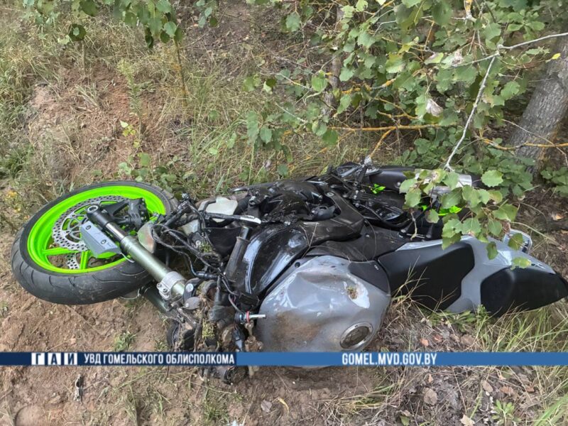 В Гомельской области байкер столкнулся с лосем. Погибли оба