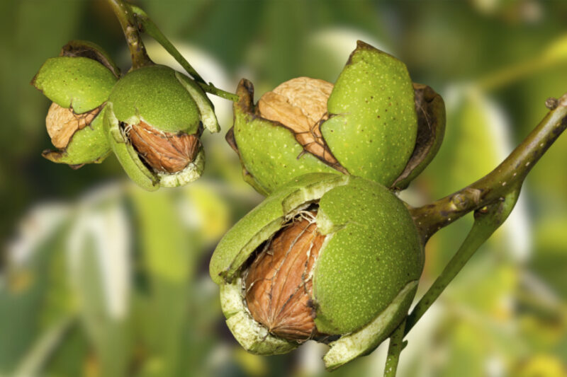 грецкий орех