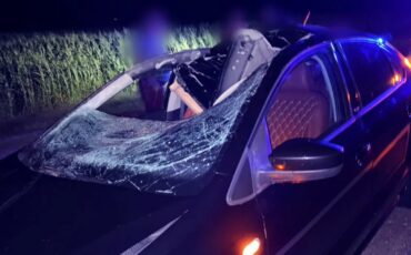 Авария с лосем на трассе М-10 в Ивановском районе: травмирован ребенок