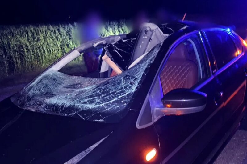 Авария с лосем на трассе М-10 в Ивановском районе: травмирован ребенок