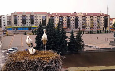 2015 год. Аисты всегда селились рядом с площадью и являлись символом города. Фото из архива 