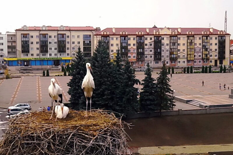 2015 год. Аисты всегда селились рядом с площадью и являлись символом города. Фото из архива 