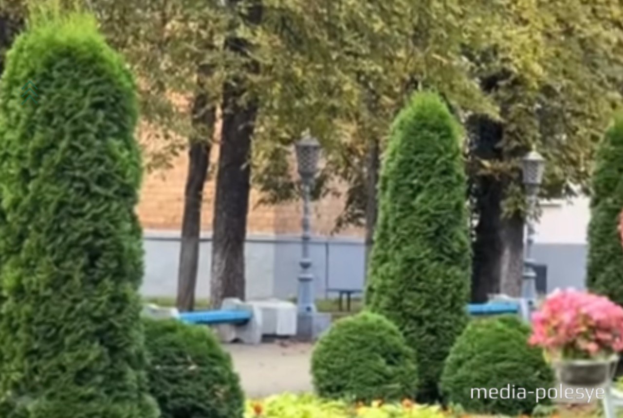 Первоначальная рассадка туй у СГАЭК