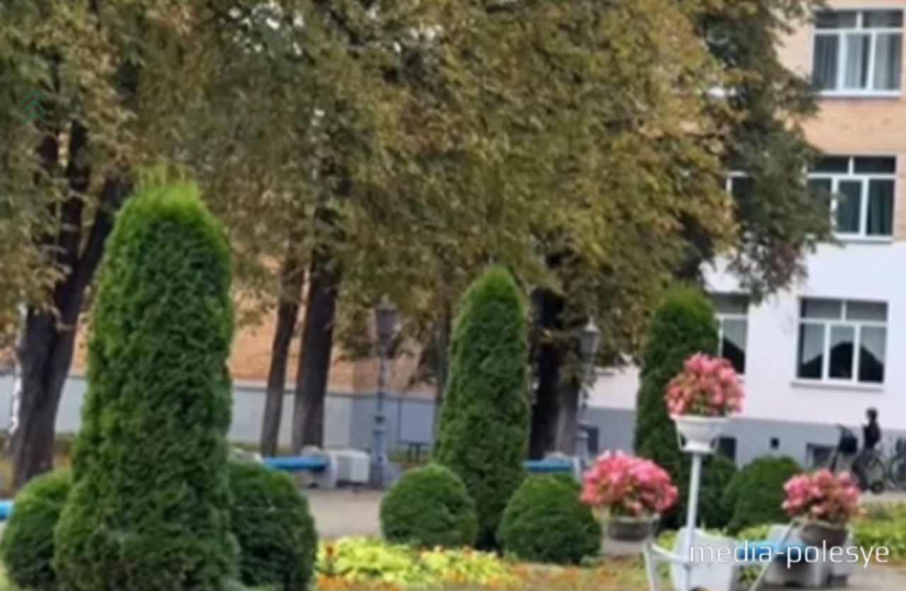 Первоначальная рассадка туй у СГАЭК