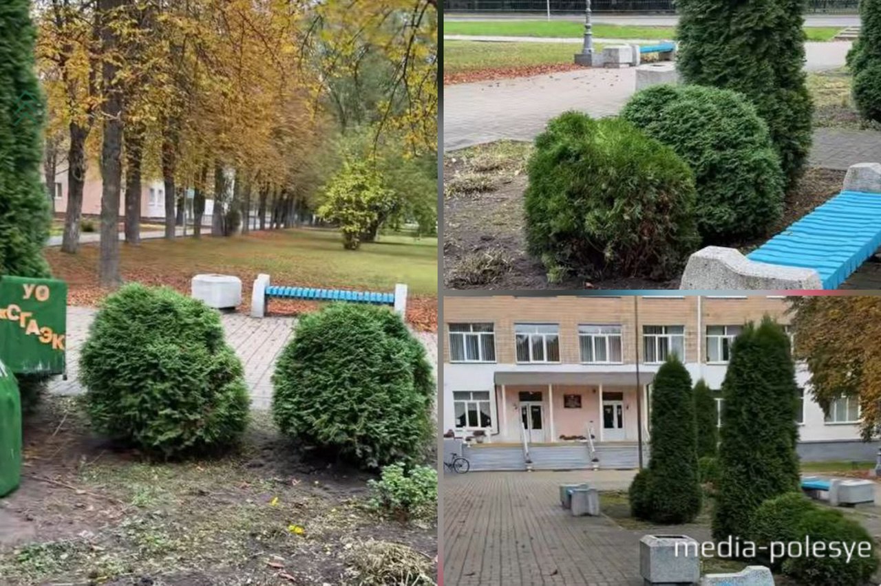 Туи после пересадки