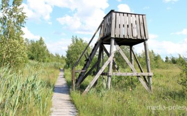 Экологическая тропа в Ольманских болотах. Фото из архива 