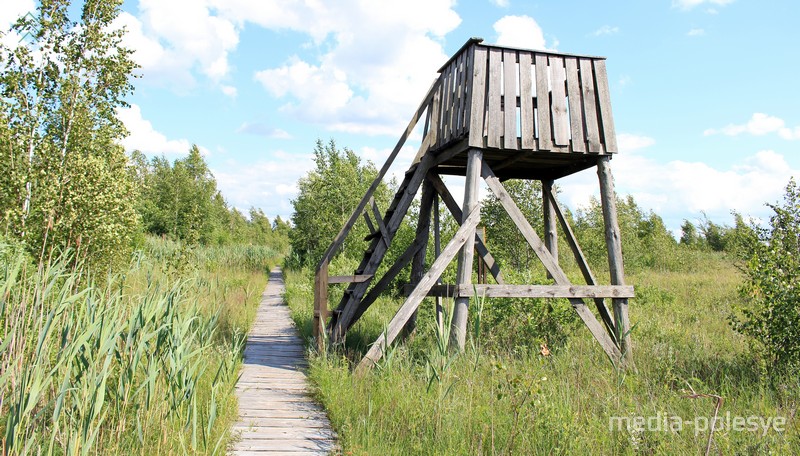 Экологическая тропа в Ольманских болотах. Фото из архива 