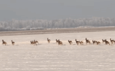 Скриншот оригинального видео