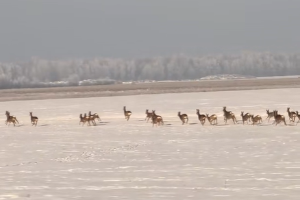 Скриншот оригинального видео Скриншот оригинального видео