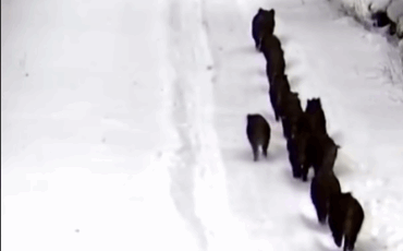 Скриншот из видео LTR