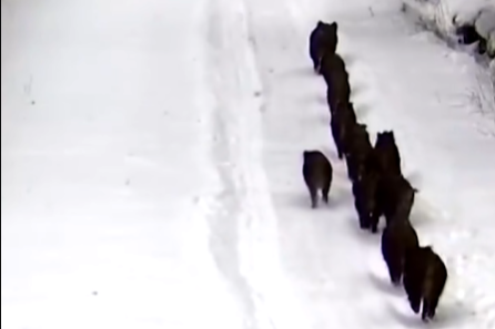 Скриншот из видео LTR