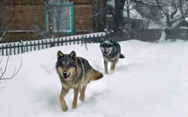 Фото используется в качестве иллюстрации Фото используется в качестве иллюстрации