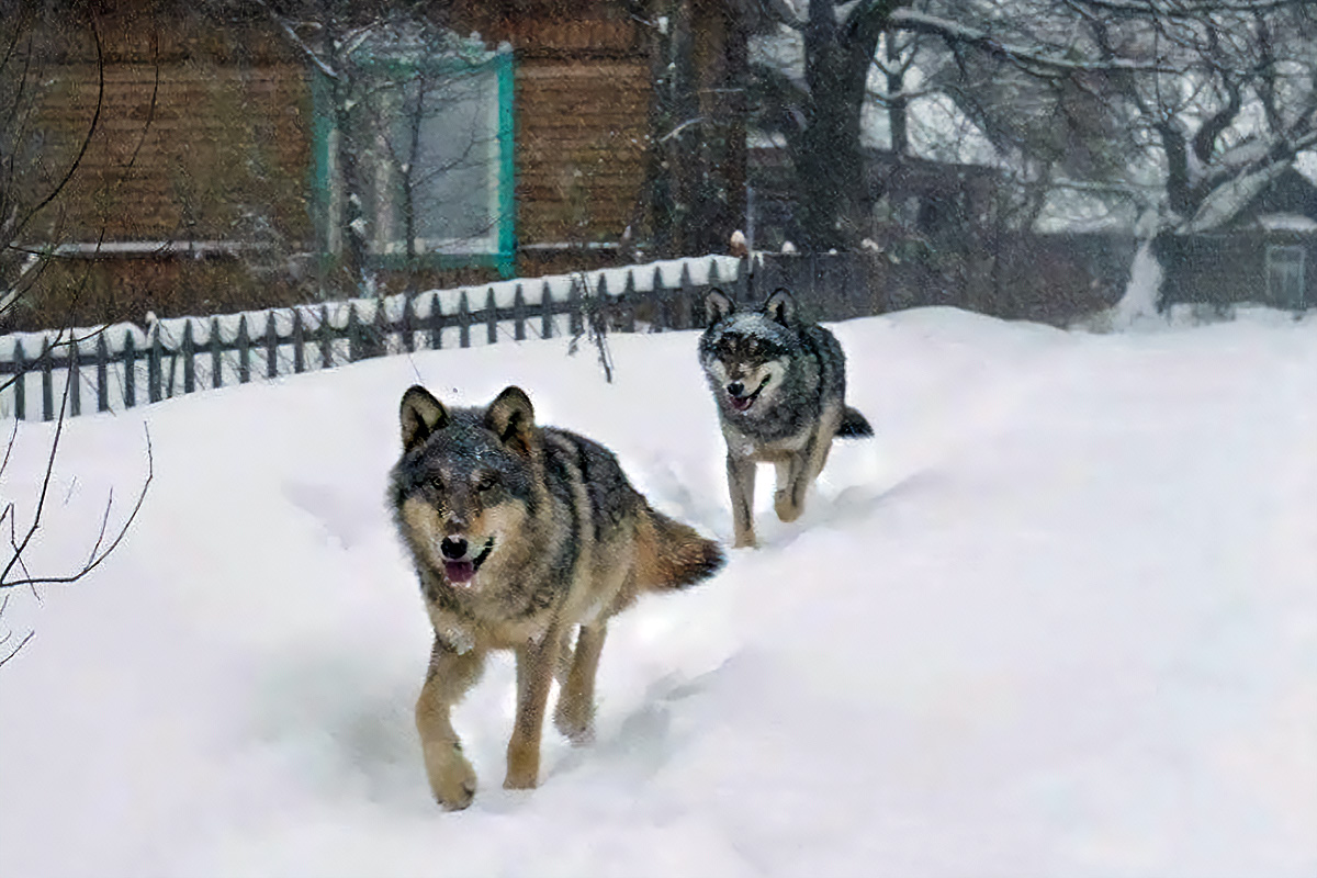 Фото используется в качестве иллюстрации
