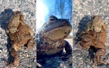 Иллюстрация Медиа Полесье, скриншот из видео