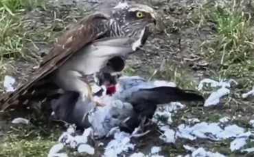 Фото: соцсети Фото: соцсети