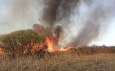 Фото: Минлесхоз Фото: Минлесхоз