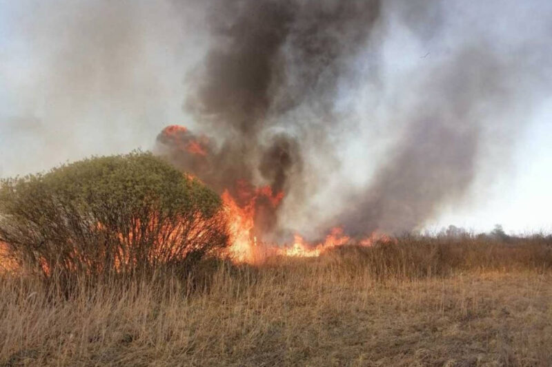 Фото: Минлесхоз