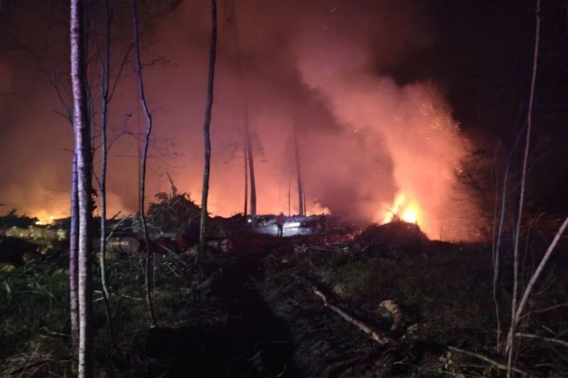 Фото: Минлесхоз