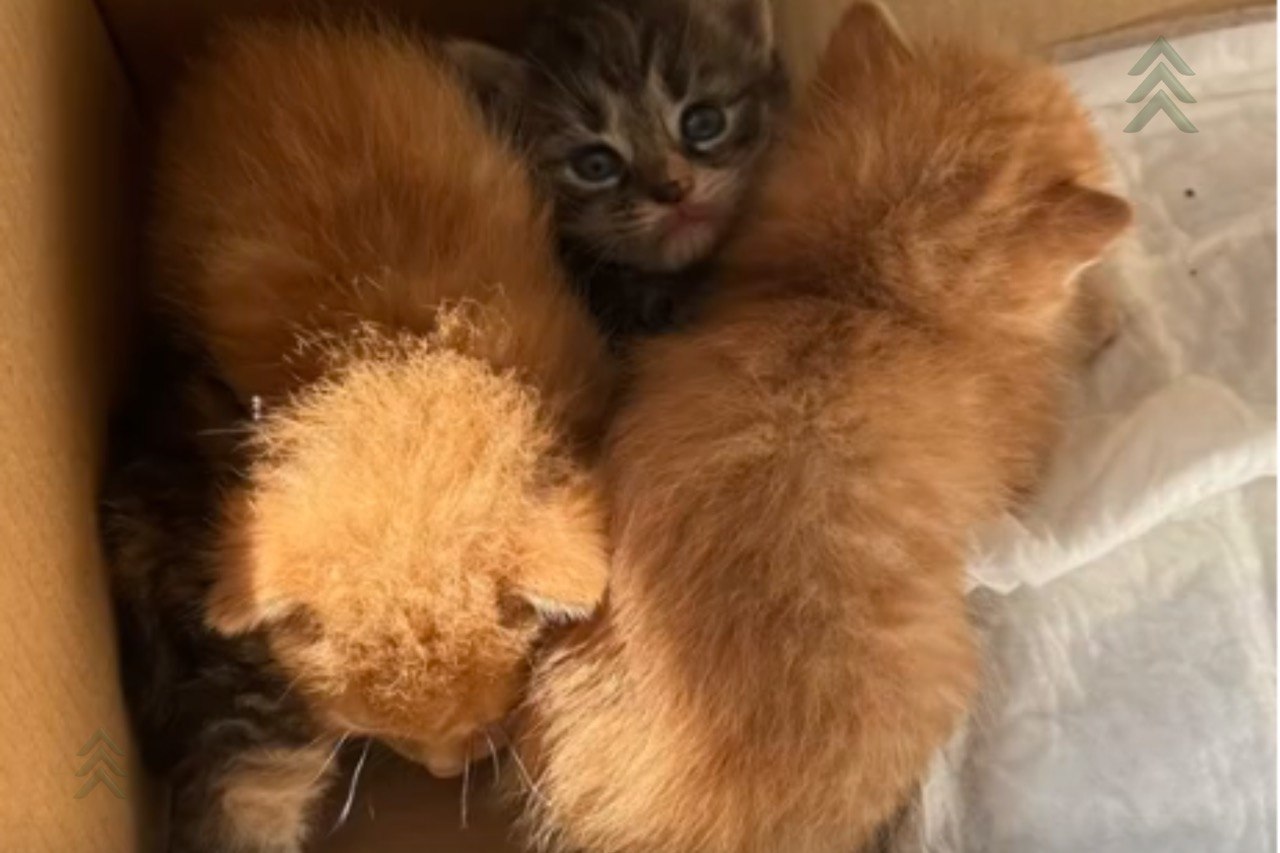 Котята, которых выбросили в мусорку в Пинске, скриншот из видео