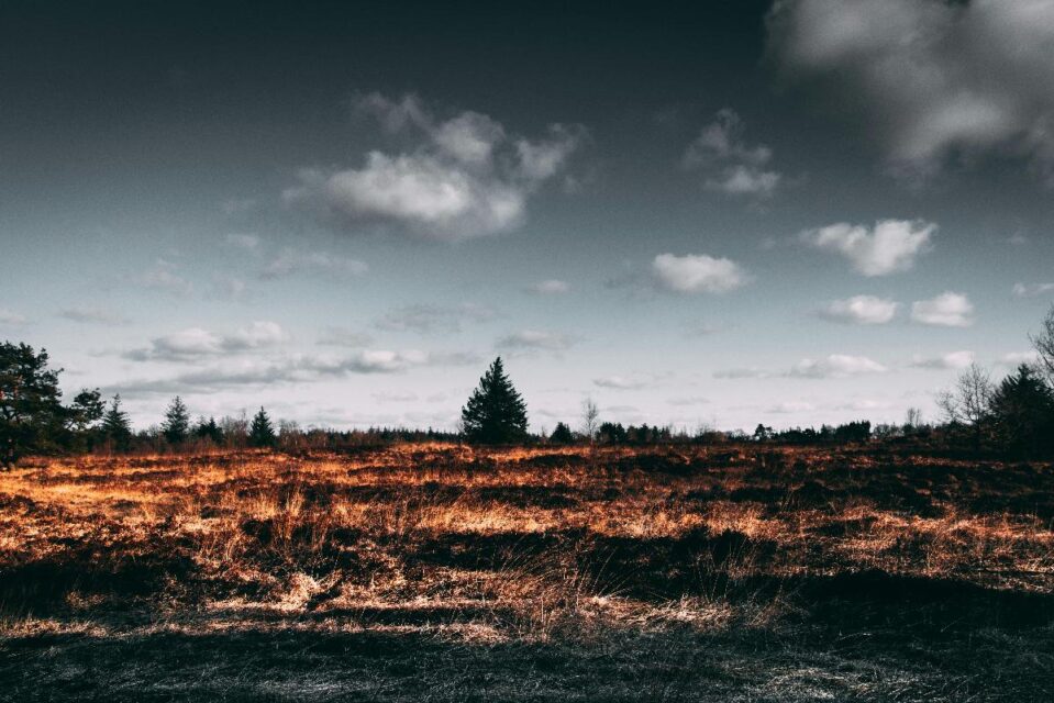 Фото: pexels.com