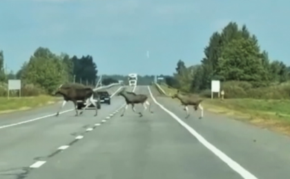 Скриншот из видео