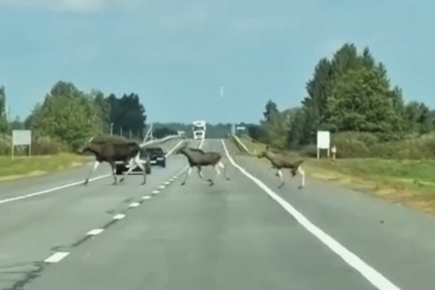 Скриншот из видео