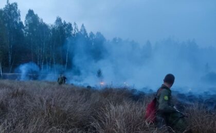 Фото: Столинский лесхоз